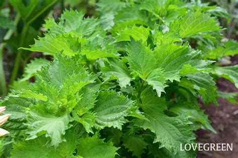 大葉植物種類|大葉（シソ）の育て方｜栽培のコツや収穫のポイント 